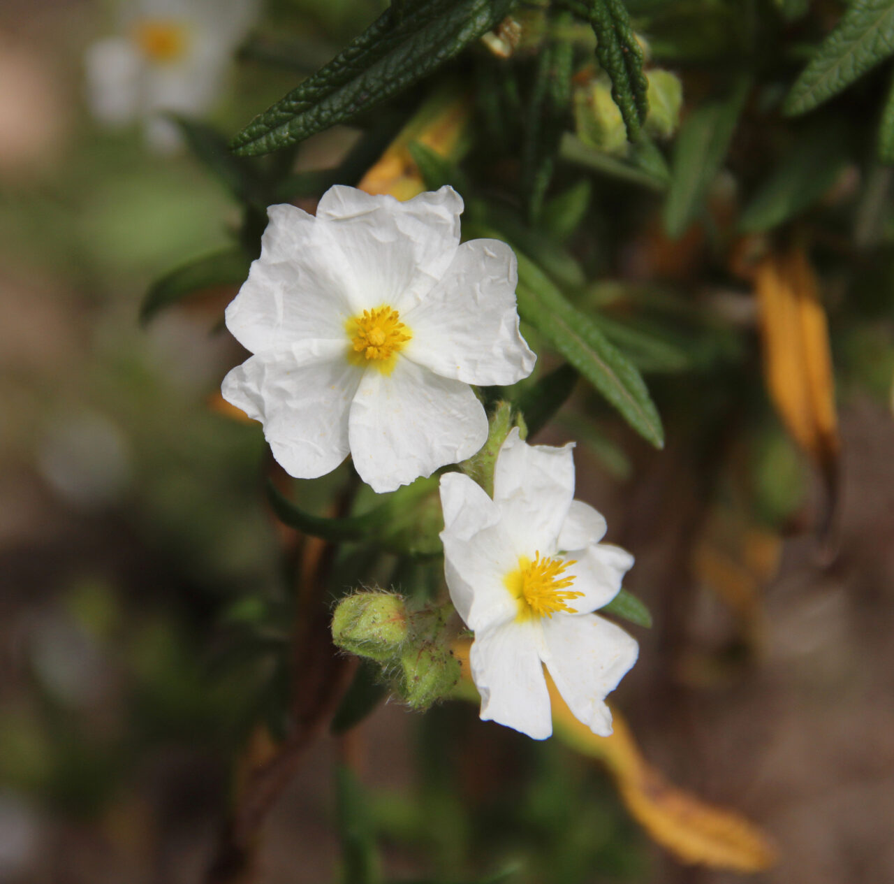 cistus flower detail