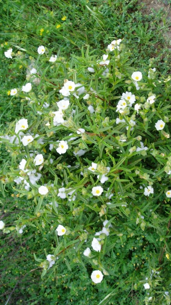 Cistus flowers